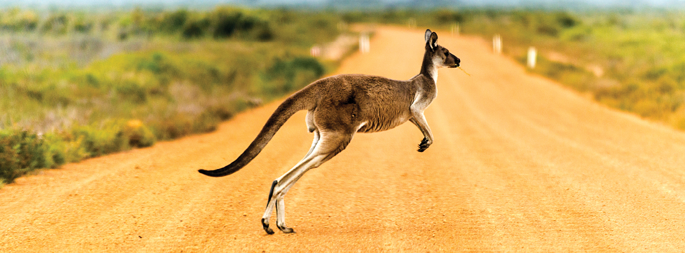 Doctors and Nurses in Rural Australia